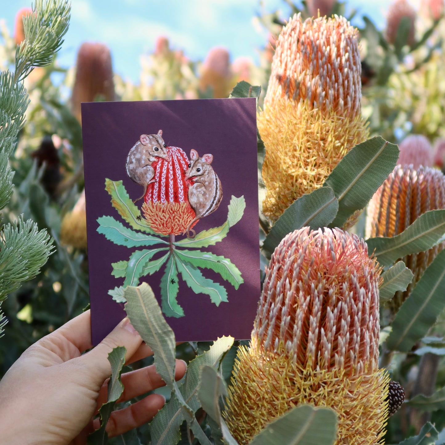 Honey Possum & Banksia Greeting Card