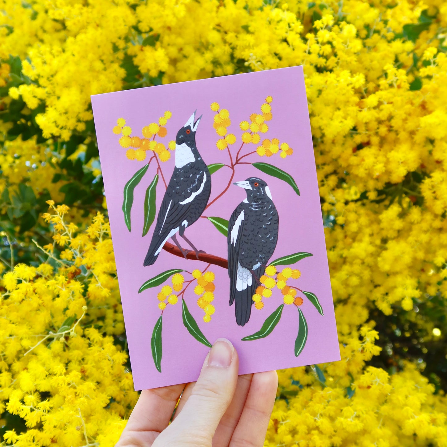 Magpie Wattle Greeting Card