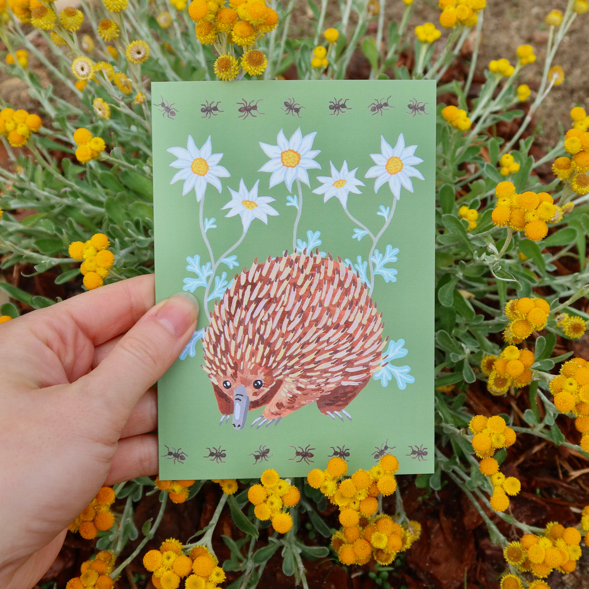Echidna Australian Greeting Card