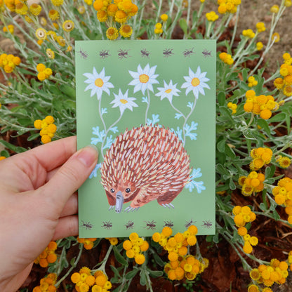 Echidna Australian Greeting Card