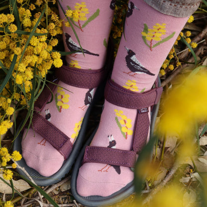 Magpie Wattle Australian Bird Socks