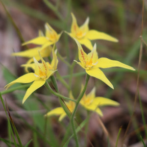 Australian wildflower Cowslip Orchid 
