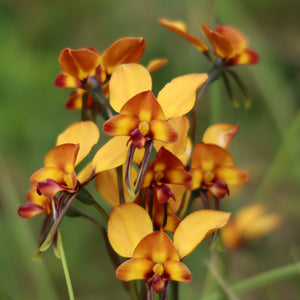 Australian wildflower Donkey Orchid 