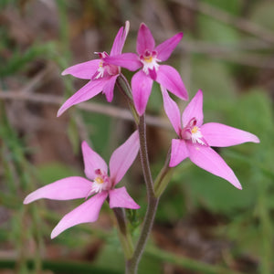 Australian wildflower Pink Fairy Orchid